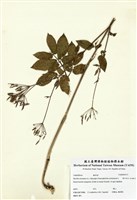 藏品(Myrrhis aromatica (L.) )的圖片